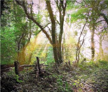 Cefn Coed Wild Camping