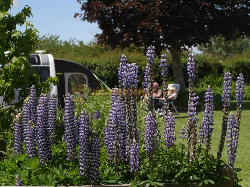Ross Park Caravan Park
