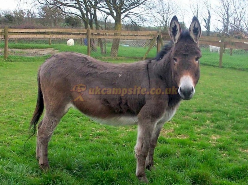 Bagwell Farm Touring Park