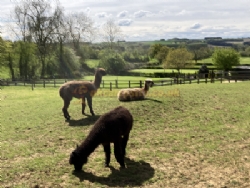 Ashspring Caravanning And Camping Site
