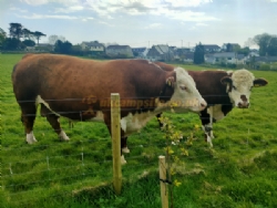 Hall Barton Organic Farm Camping And Shepherds Huts