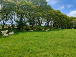 Hall Barton Organic Farm Camping And Shepherds Huts