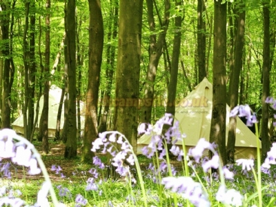 Abbotstone Wood A Camping Unplugged Site