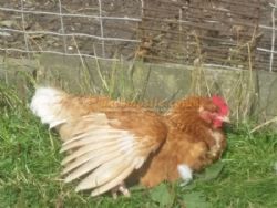 Hatters Farm Certificated Site
