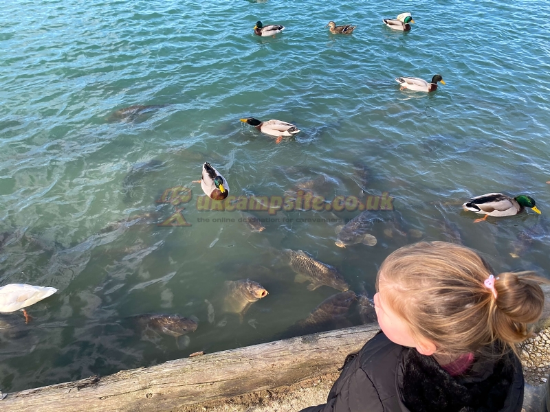 Bosworth Lakeside Lodges And Touring