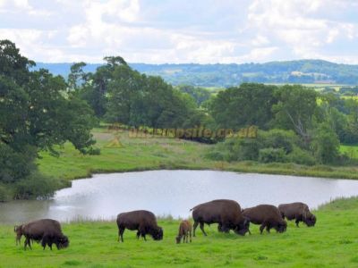 Bush Farm Bison Centre And Campsite