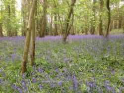 Warren Wood Park