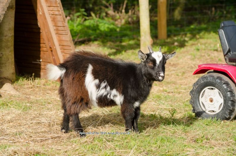 Linskeldfield Farm Certificated Site