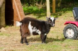 Linskeldfield Farm Certificated Site