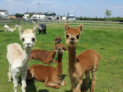 Marshland Alpacas Certificated Site Marshland Alpacas Certificated Site