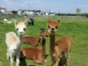 Marshland Alpacas Certificated Site