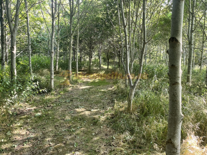 By The Wood Campsite Adult Only