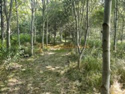 By The Wood Campsite Adult Only