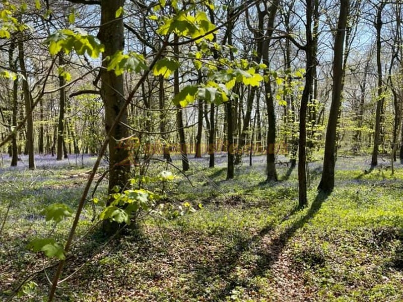 Ashen Plains Wood Certificated Site