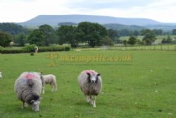 Calder Farm