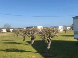 Roseberry Tourist Park