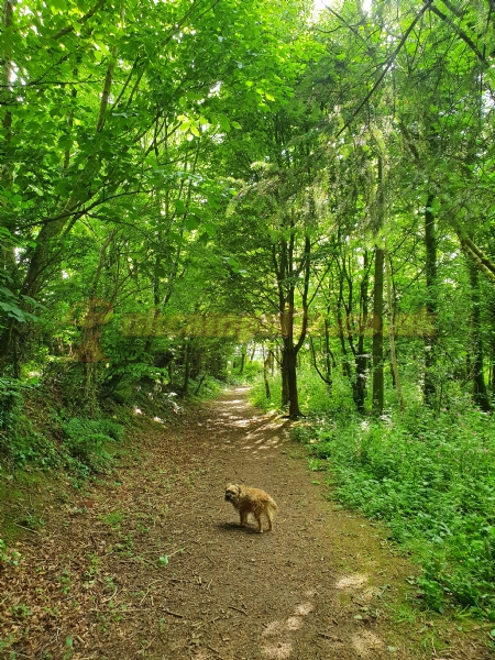 Lane End Camping