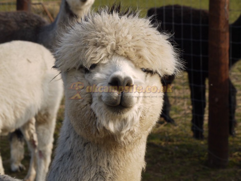 Midshires Way Campsite And Alpaca Farm Certificated Site