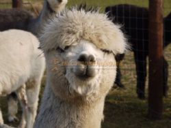 Midshires Way Campsite And Alpaca Farm Certificated Site