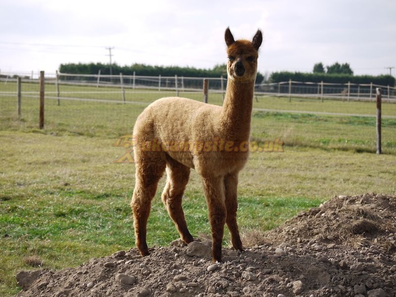 Midshires Way Campsite And Alpaca Farm Certificated Site