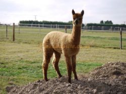 Midshires Way Campsite And Alpaca Farm Certificated Site