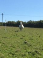 Tyn Rhos Caravan And Camping Site