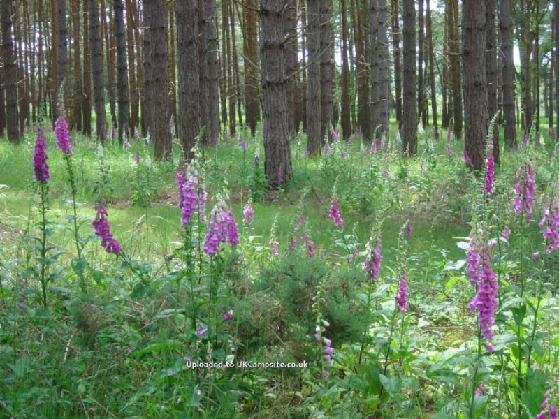 Kings Forest Caravan Park