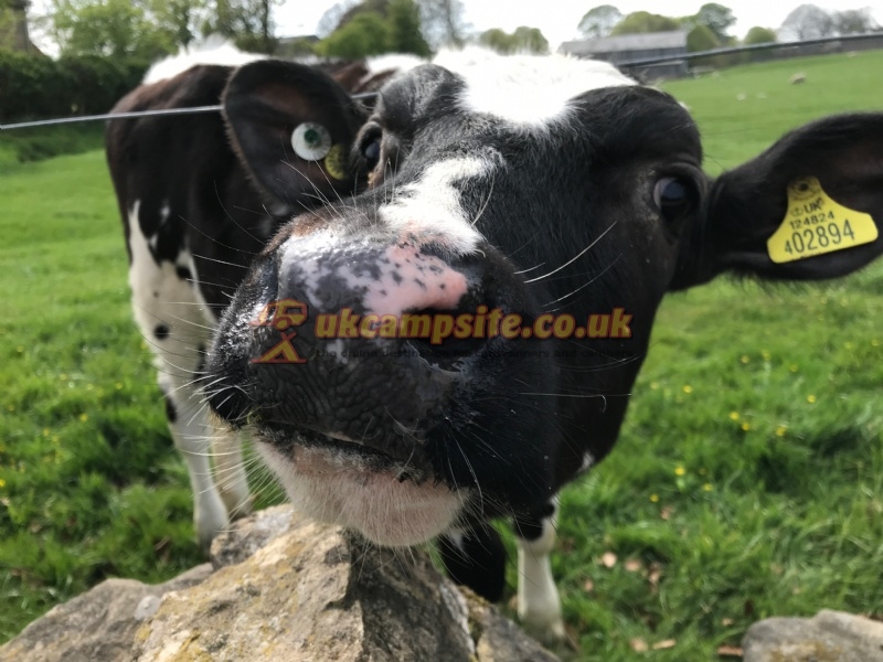 Catgill Farm Camping And Glamping