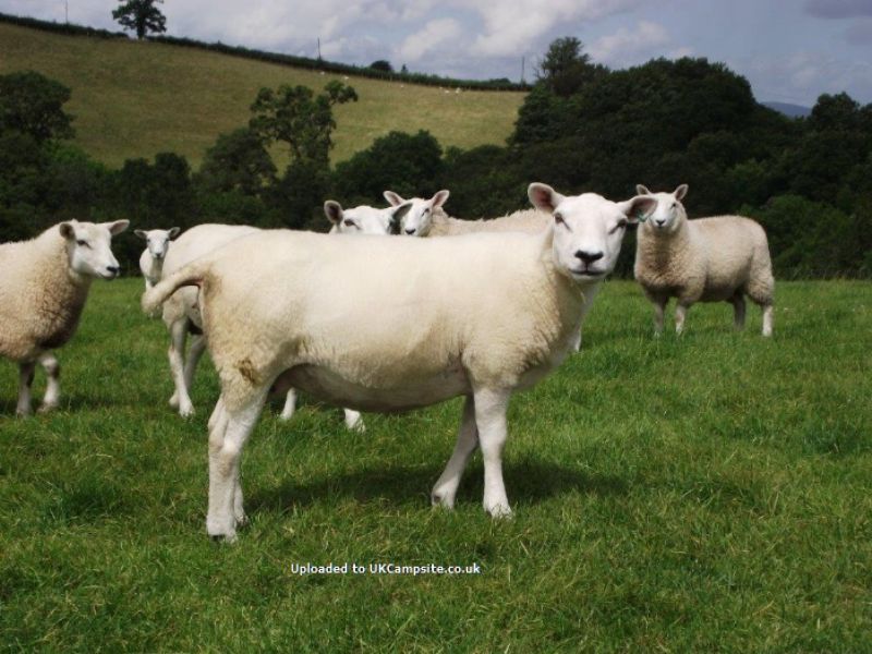Noyadd Farm