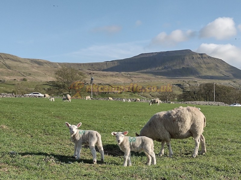 Philpin Farm Campsite
