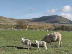 Philpin Farm Campsite