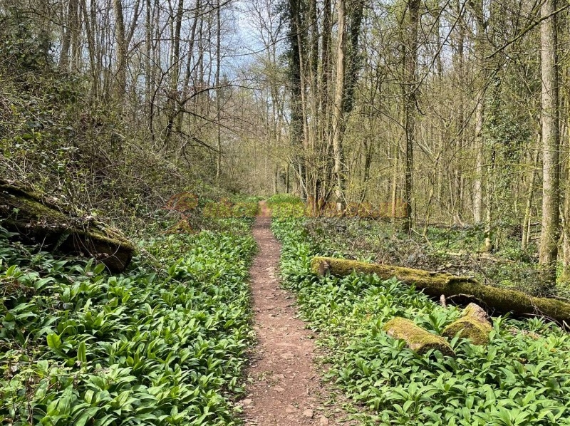 Forest And Wye Valley Camping Site