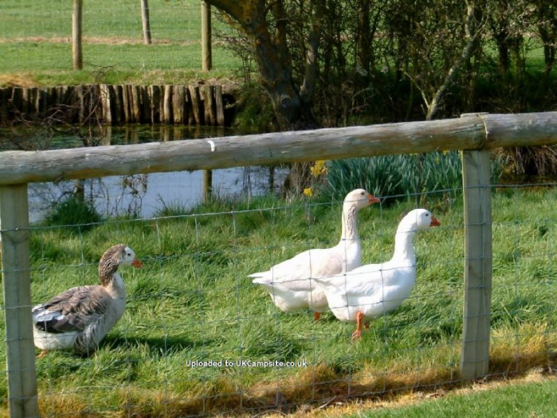 Fairfields Farm Caravan And Camping Park