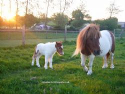 Fairfields Farm Caravan And Camping Park