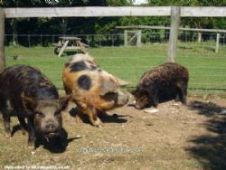 Fairfields Farm Caravan And Camping Park
