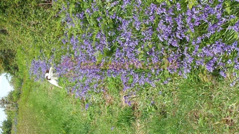 Woodland Rise Camping And Caravan Park