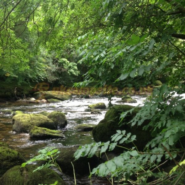 Dinas Farm Camping And Touring Site