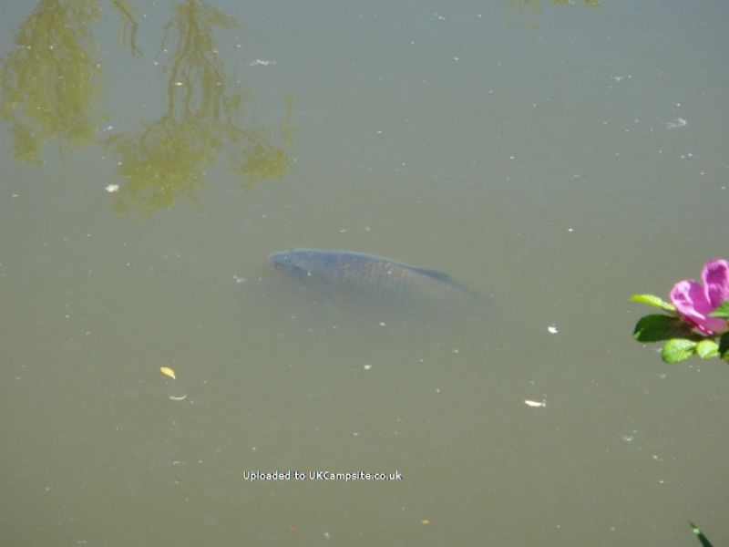 Brooklands Caravan Site And Fishery