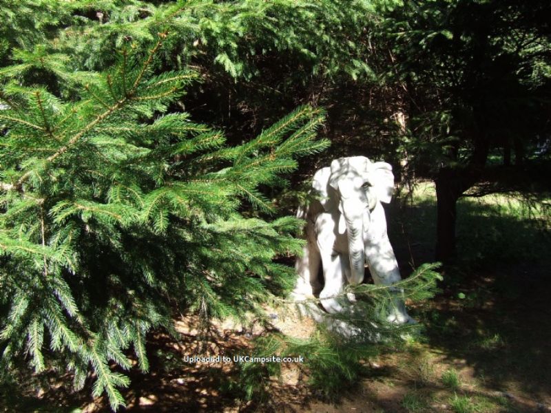 Newbourne Woodland Campsite