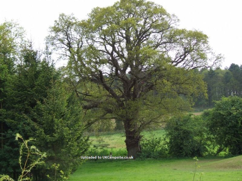 Newbourne Woodland Campsite