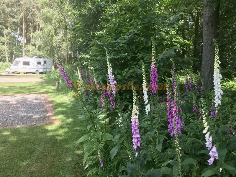 Somers Wood Caravan Park