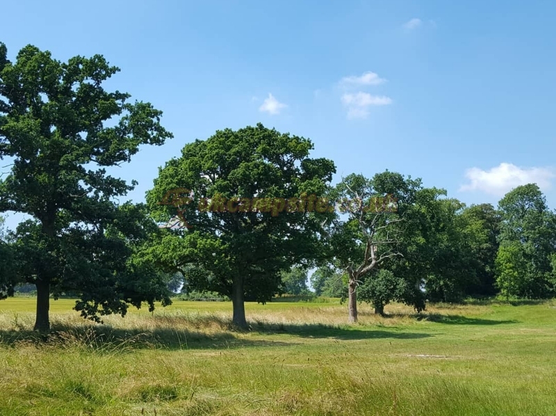 Holden Farm Camping