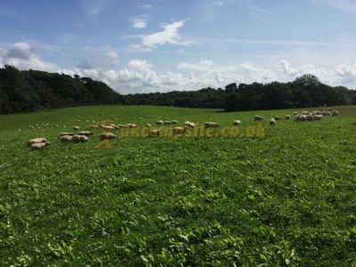 Teddys Farm Campsite
