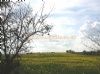 Syerscote Meadow Certificated Site