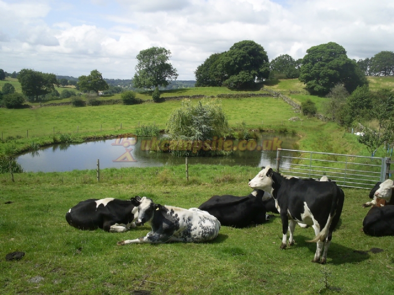 Whitecliff Farm Caravan Park