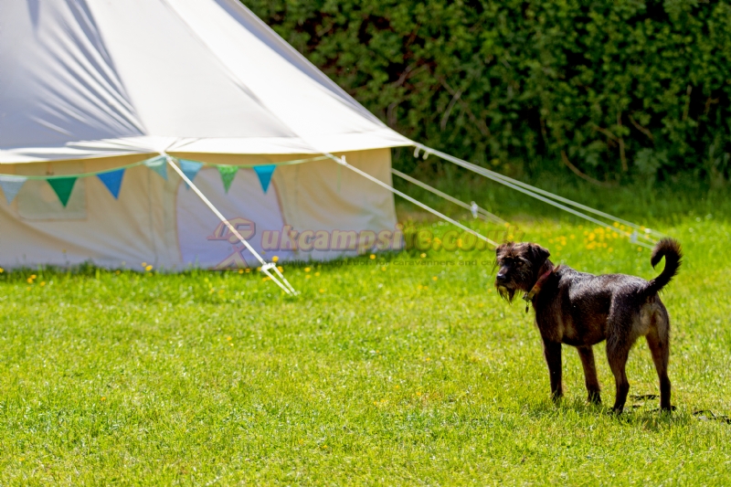 Harrys Field Campsite