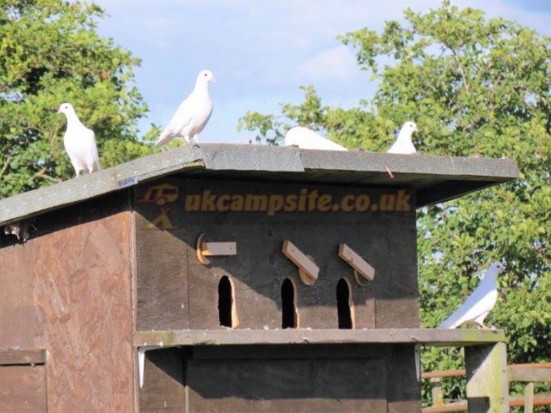 The Wheel Caravan Park And Campsite