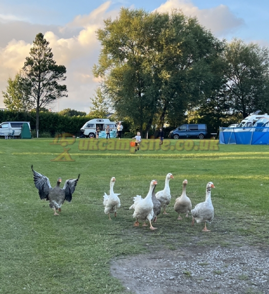 Sunnyside Caravan And Camping Site