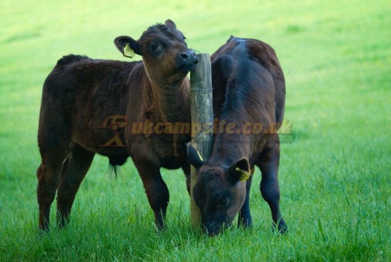 Exmoor Camping Westermill Farm