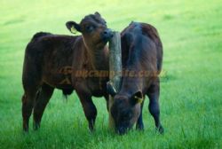 Exmoor Camping Westermill Farm
